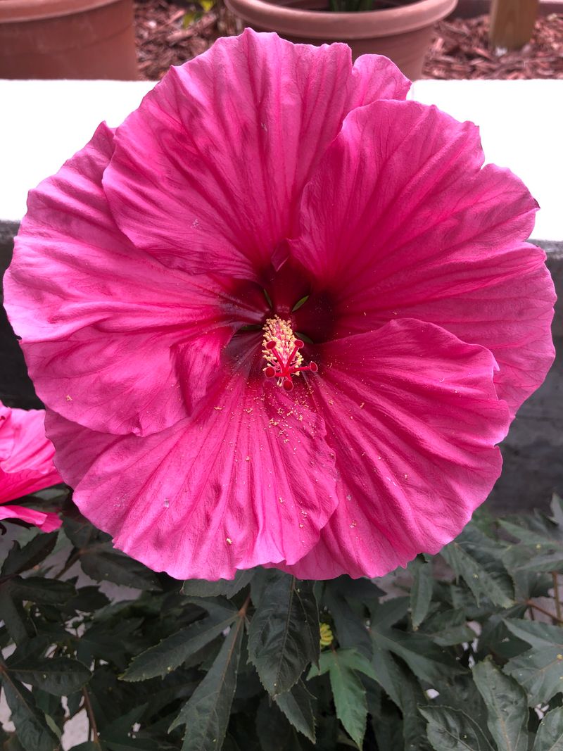 Bring Tropical Hibiscus Inside Before Cold Nights Arrive