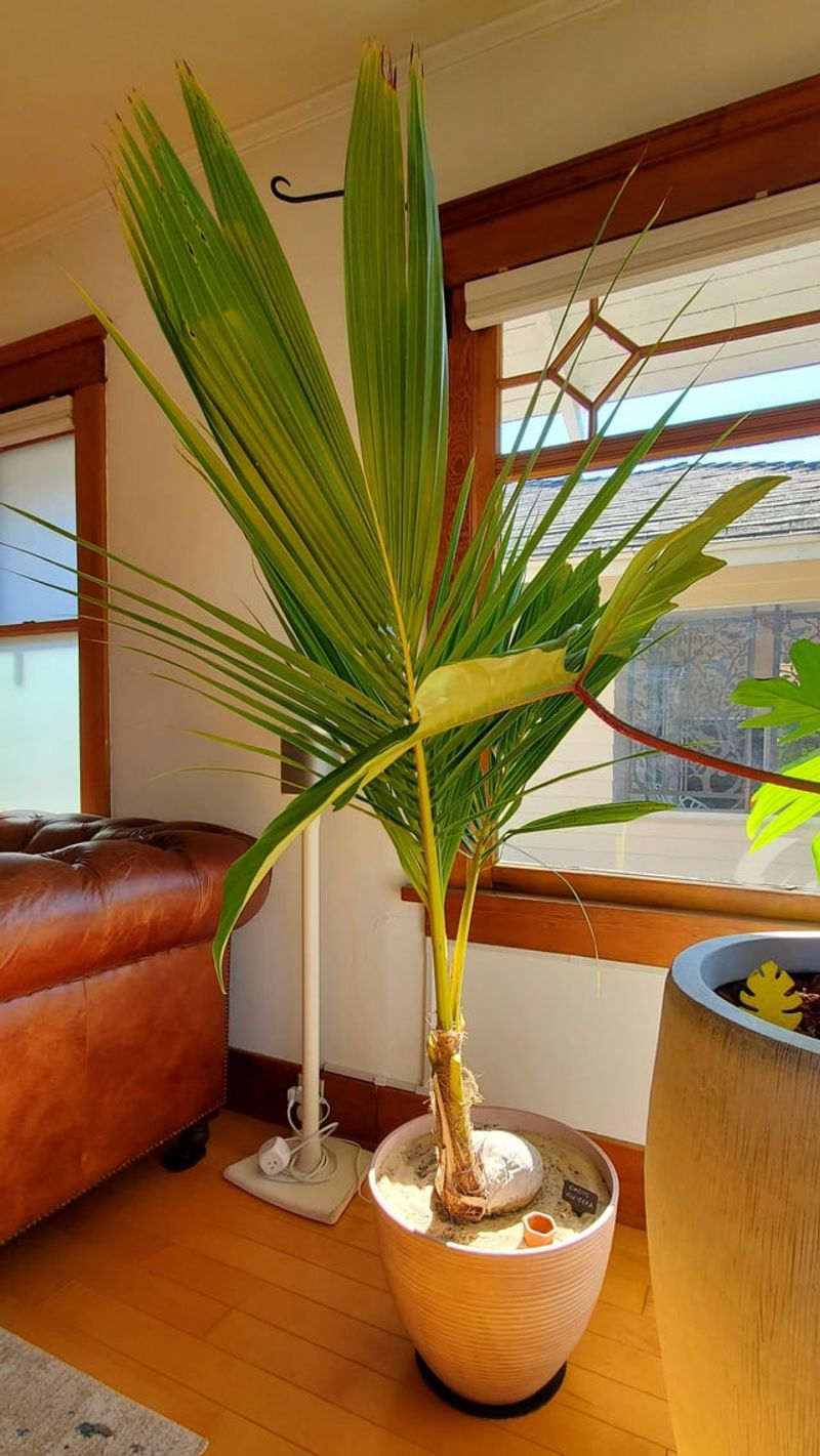 Bring True Tropicals Indoors If Needed