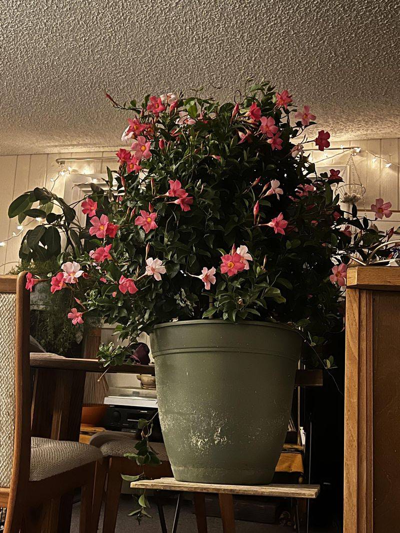 Bringing Mandevilla Inside Too Late Bringing Mandevilla Inside Too Late