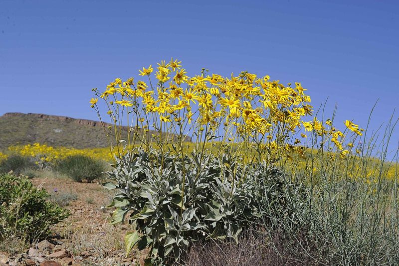 Brittlebush