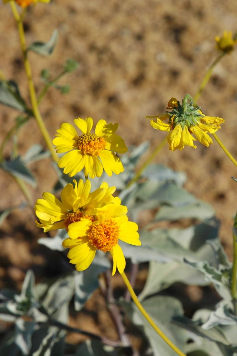 Brittlebush