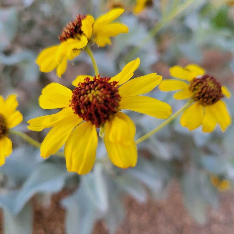 Brittlebush Brittlebush