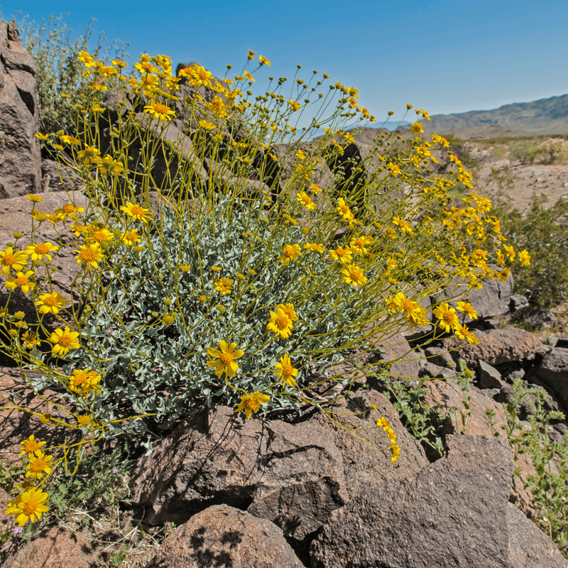 Brittlebush (Encelia farinosa) Brittlebush (Encelia farinosa)