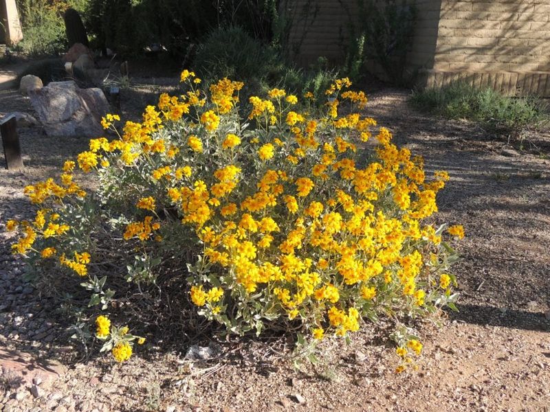 Brittlebush suits a sunny, low-water landscape