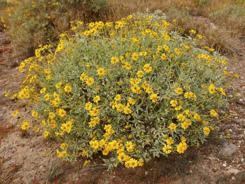 Brittlebush