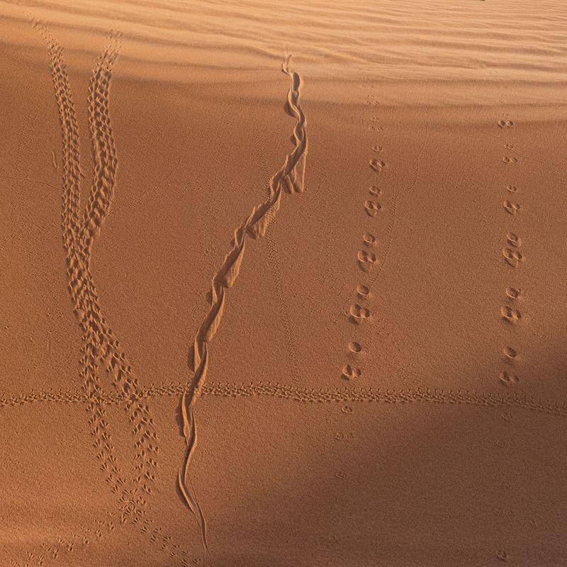 Broad Tracks Across Dusty Paths Broad Tracks Across Dusty Paths