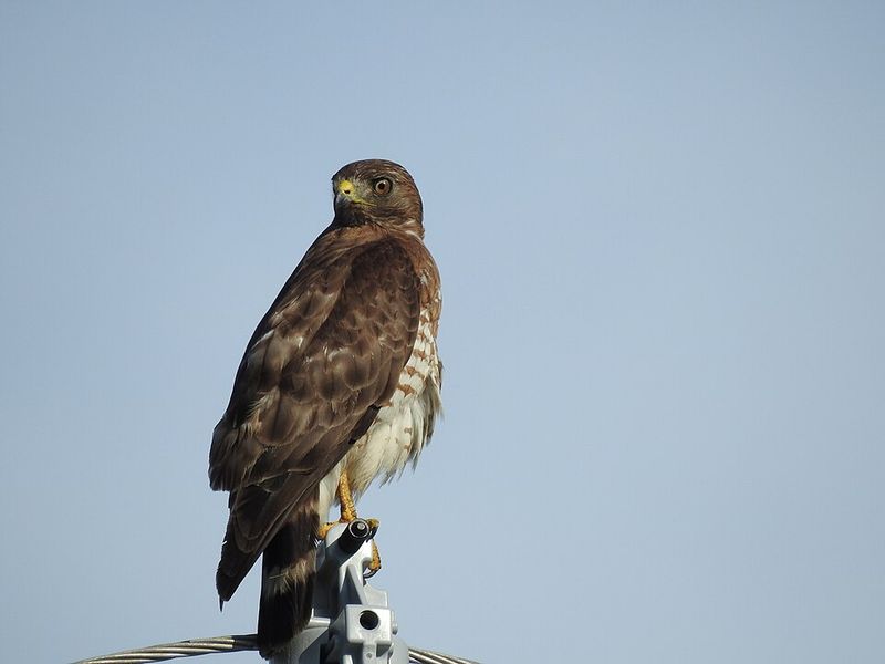 Broad-Winged Hawk Kettles Can Number In The Thousands Broad-Winged Hawk Kettles Can Number In The Thousands