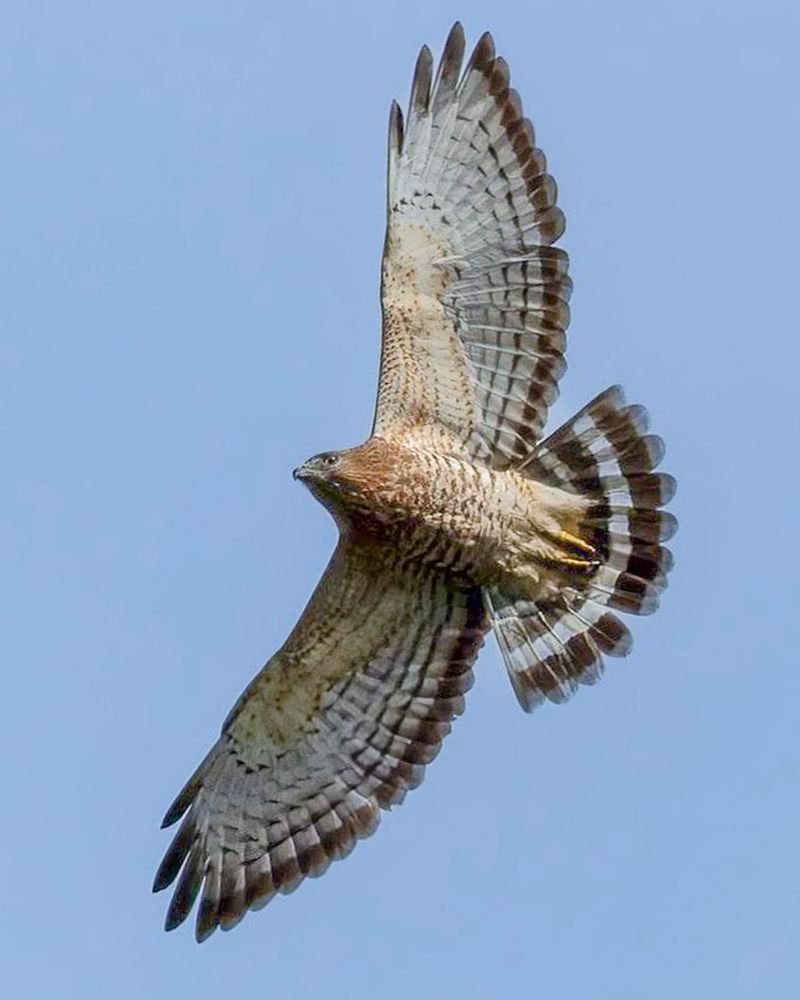 Broad-Winged Hawk
