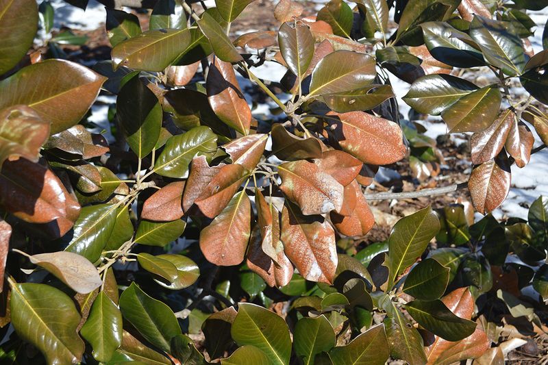 Broadleaf Evergreens Can Lose Moisture All Winter Broadleaf Evergreens Can Lose Moisture All Winter