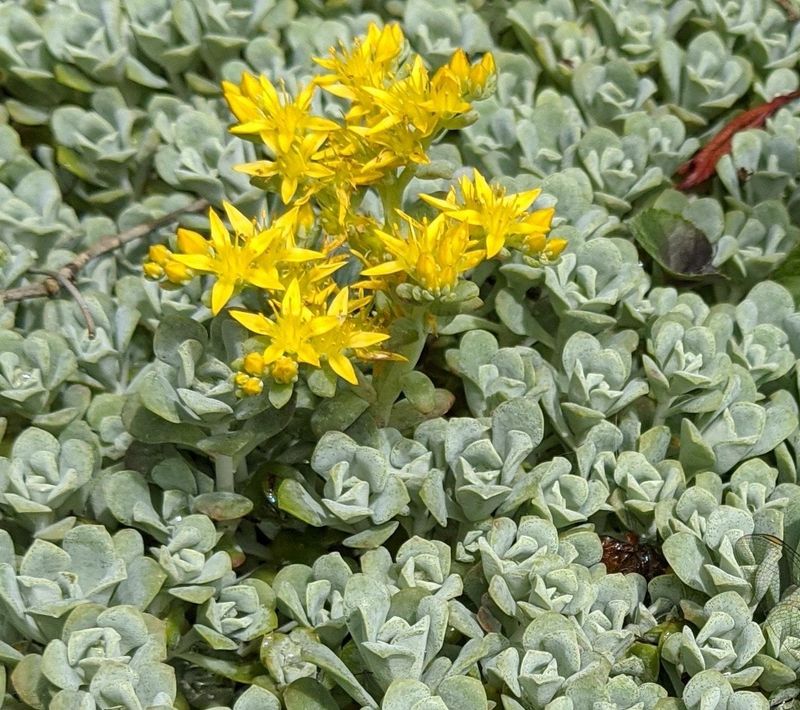 Broadleaf Stonecrop Rounds Out A Dry Native Palette
