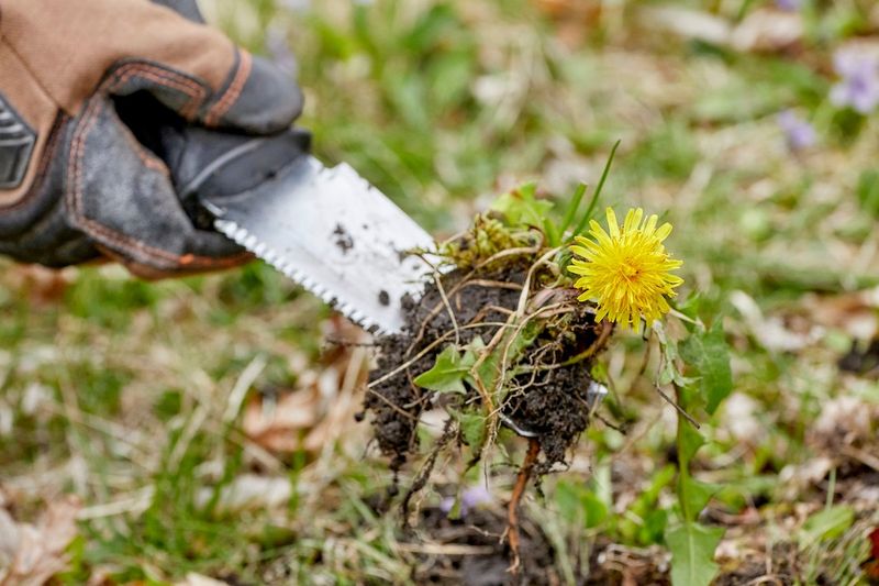 Broadleaf Weed Control While Dandelions Are Still Young Broadleaf Weed Control While Dandelions Are Still Young