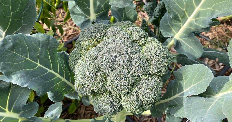 Broccoli