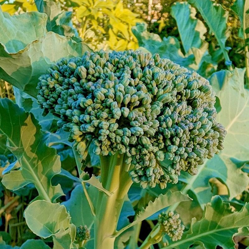 Broccoli