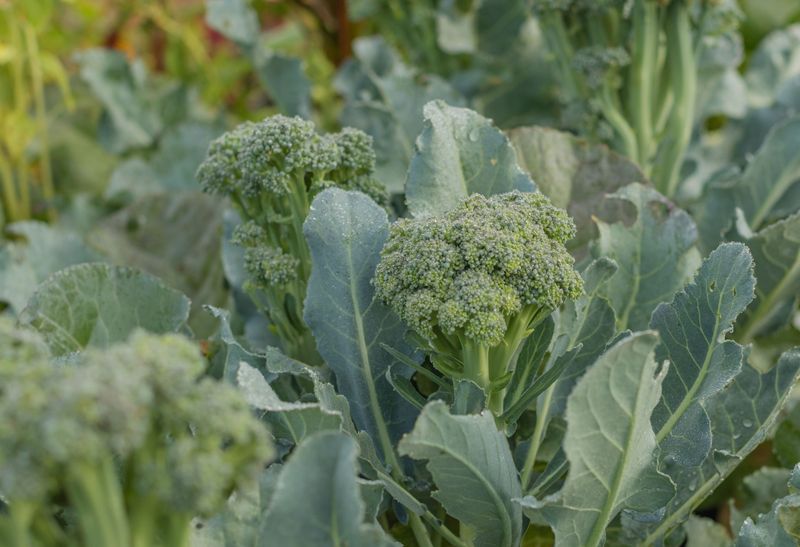 Broccoli Broccoli