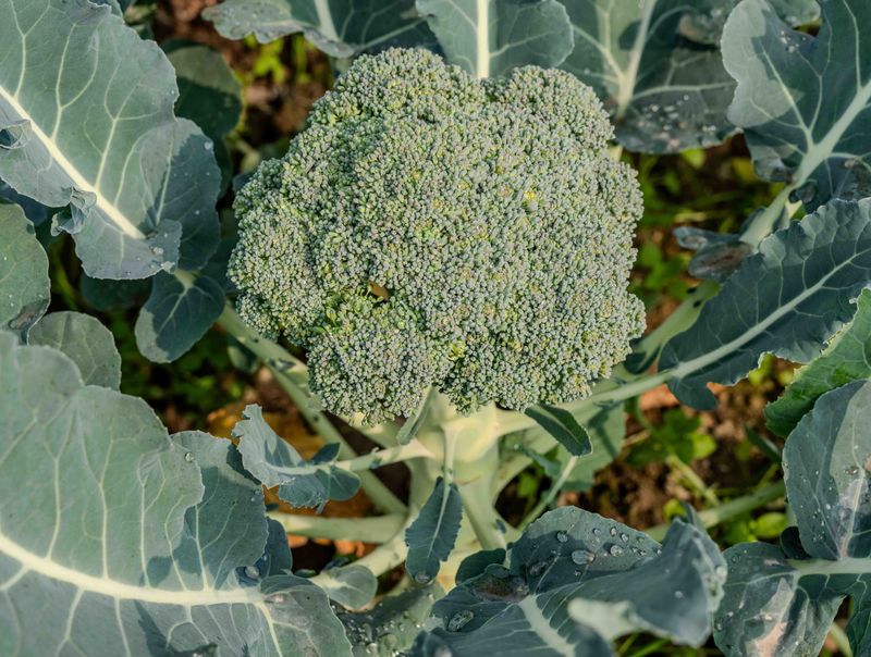 Broccoli For Thick Fall Crowns Broccoli For Thick Fall Crowns