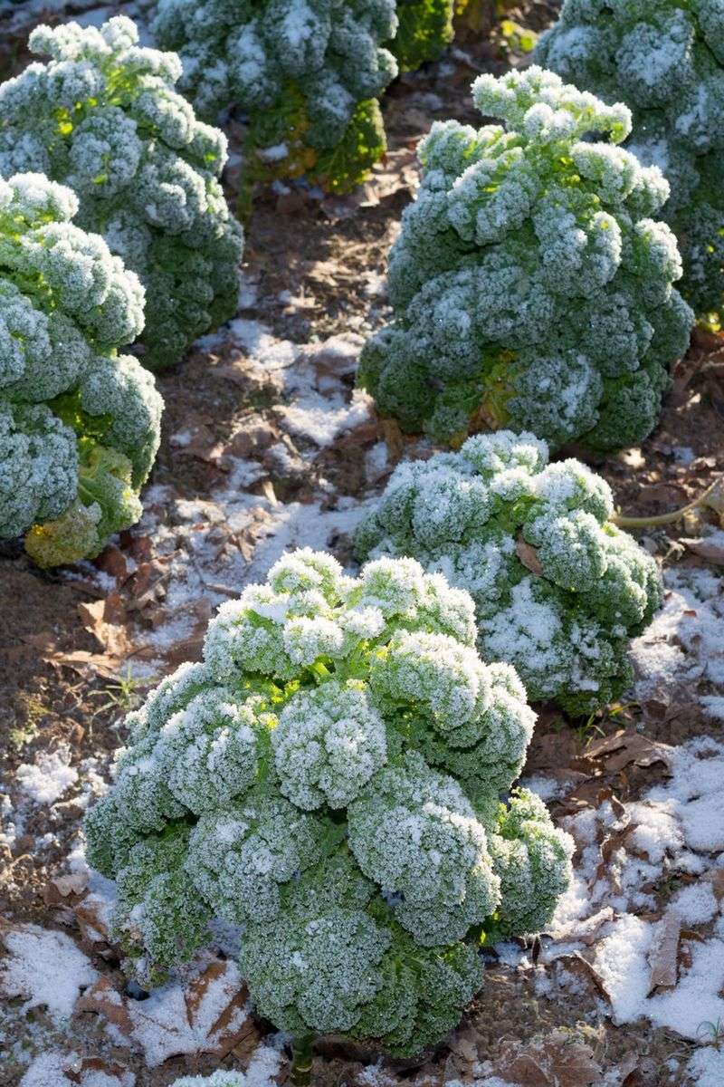 Broccoli Handles Chilly Nights Better Than You Think Broccoli Handles Chilly Nights Better Than You Think