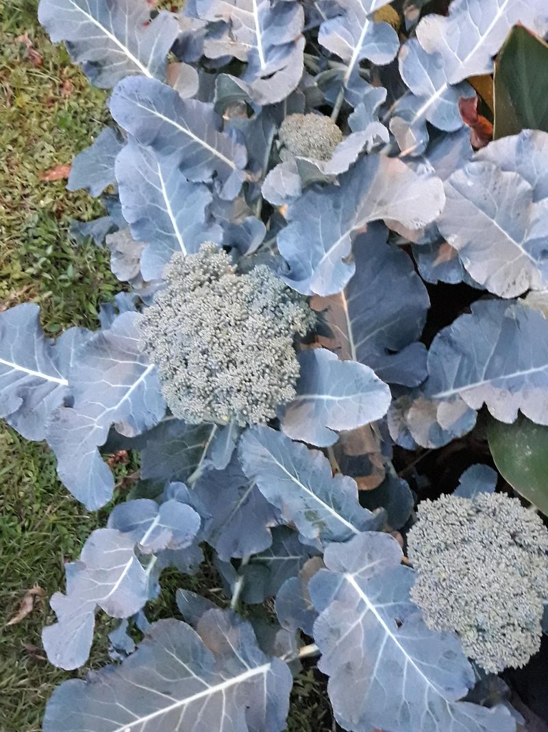 Broccoli Handles Cooling Temperatures Well Broccoli Handles Cooling Temperatures Well