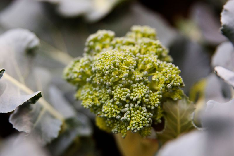 Broccoli Hits Its Stride As Fall Nears