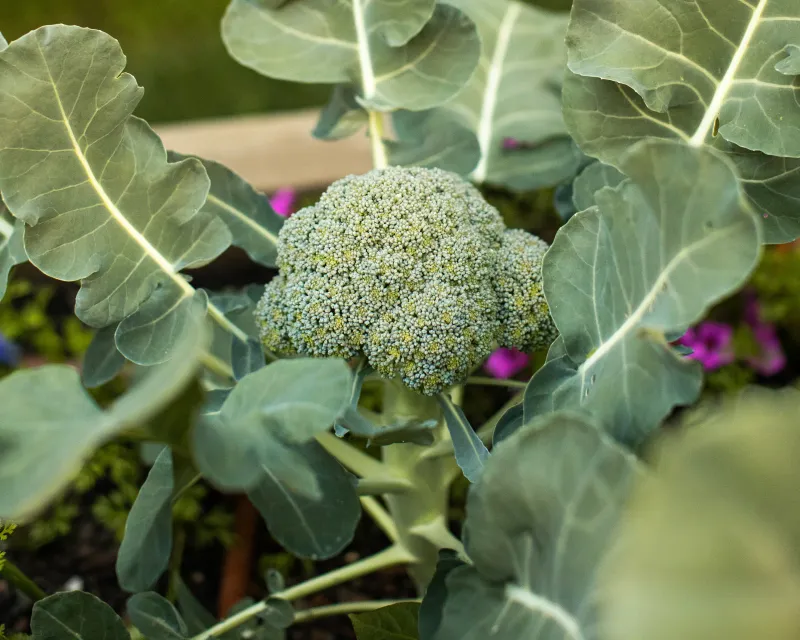 Broccoli Loves The Shift To Cooler Days
