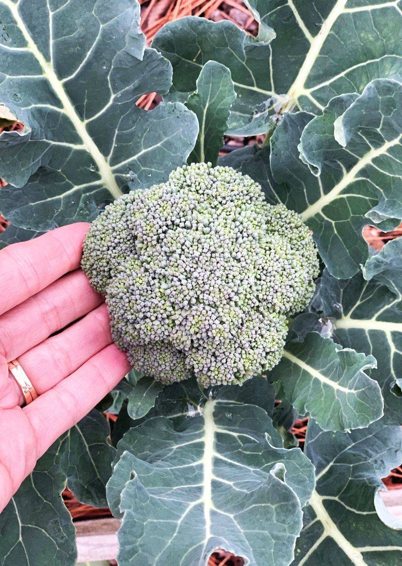 Broccoli Needs Consistent Moisture While Growing