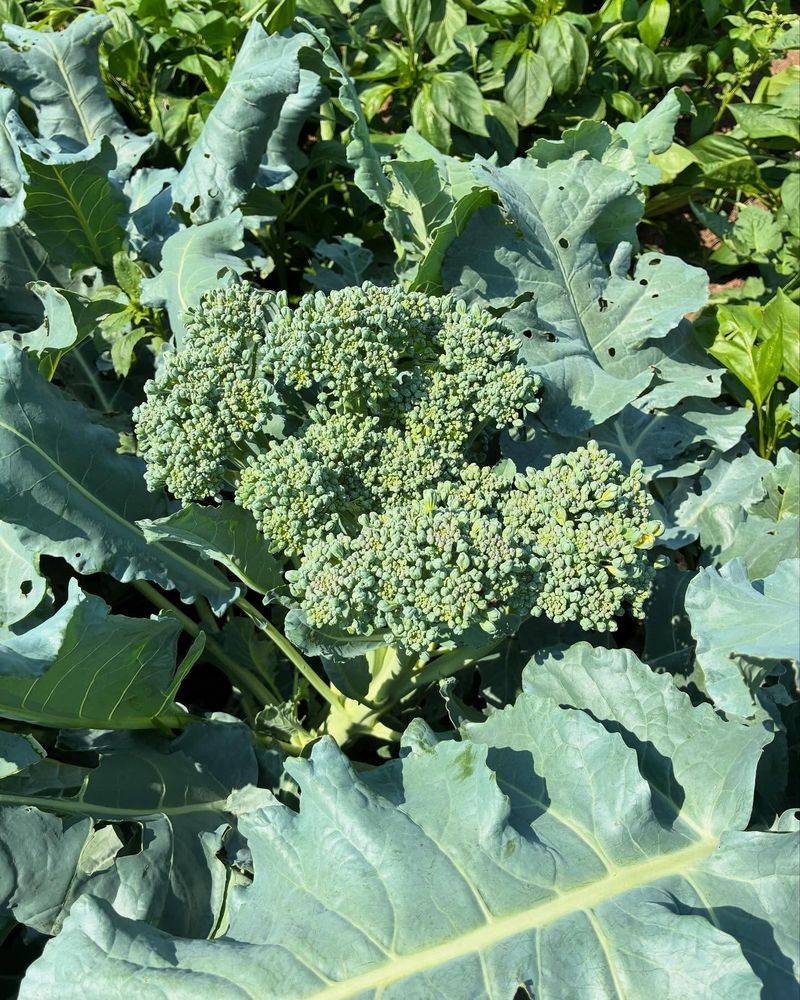 Broccoli Needs Fertile Soil Before Head Formation Broccoli Needs Fertile Soil Before Head Formation