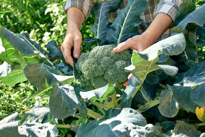 Broccoli Transplants Need An Early October Start