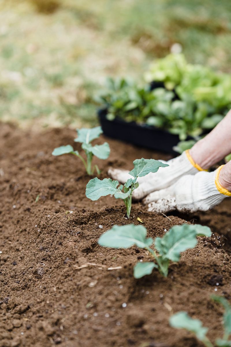 Broccoli Transplants Save You Time Broccoli Transplants Save You Time
