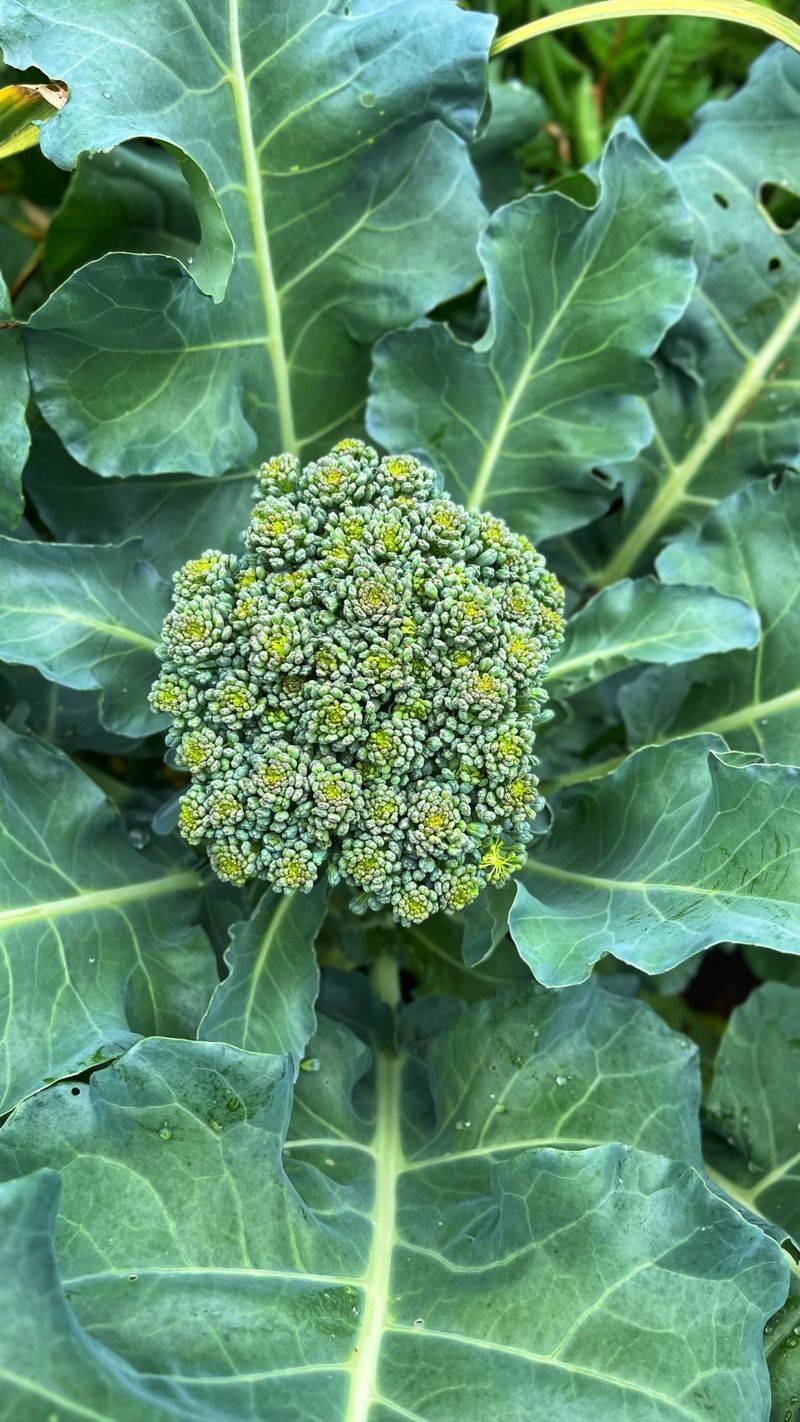 Broccoli