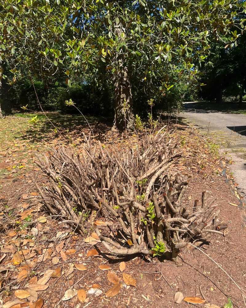 Broken Or Diseased Wood Can Still Be Removed When Needed Broken Or Diseased Wood Can Still Be Removed When Needed