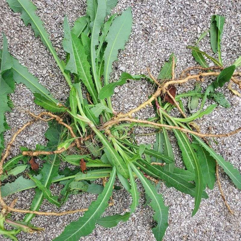 Broken Roots And The Regrowth They Trigger Broken Roots And The Regrowth They Trigger