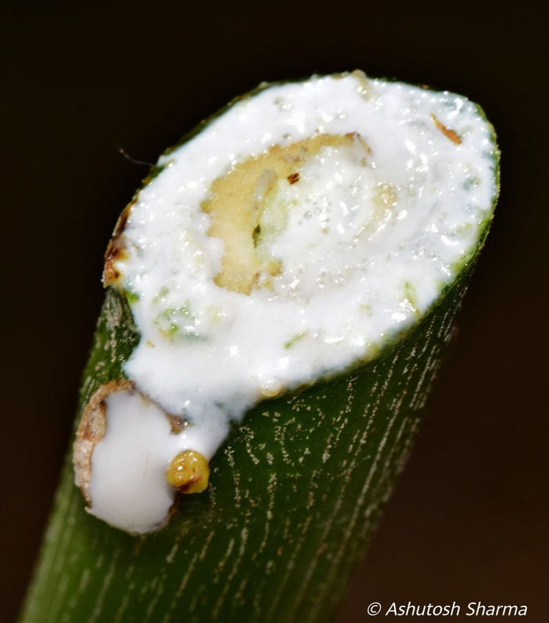 Broken Stems Release the Plant's Irritating Latex