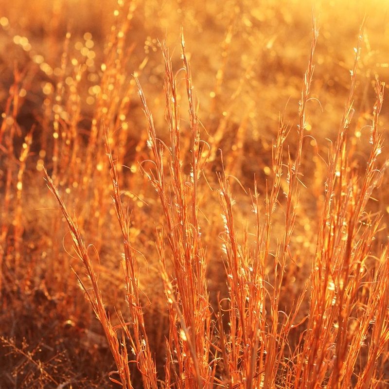 Broomsedge Creates Classic Virginia Field Beauty Broomsedge Creates Classic Virginia Field Beauty
