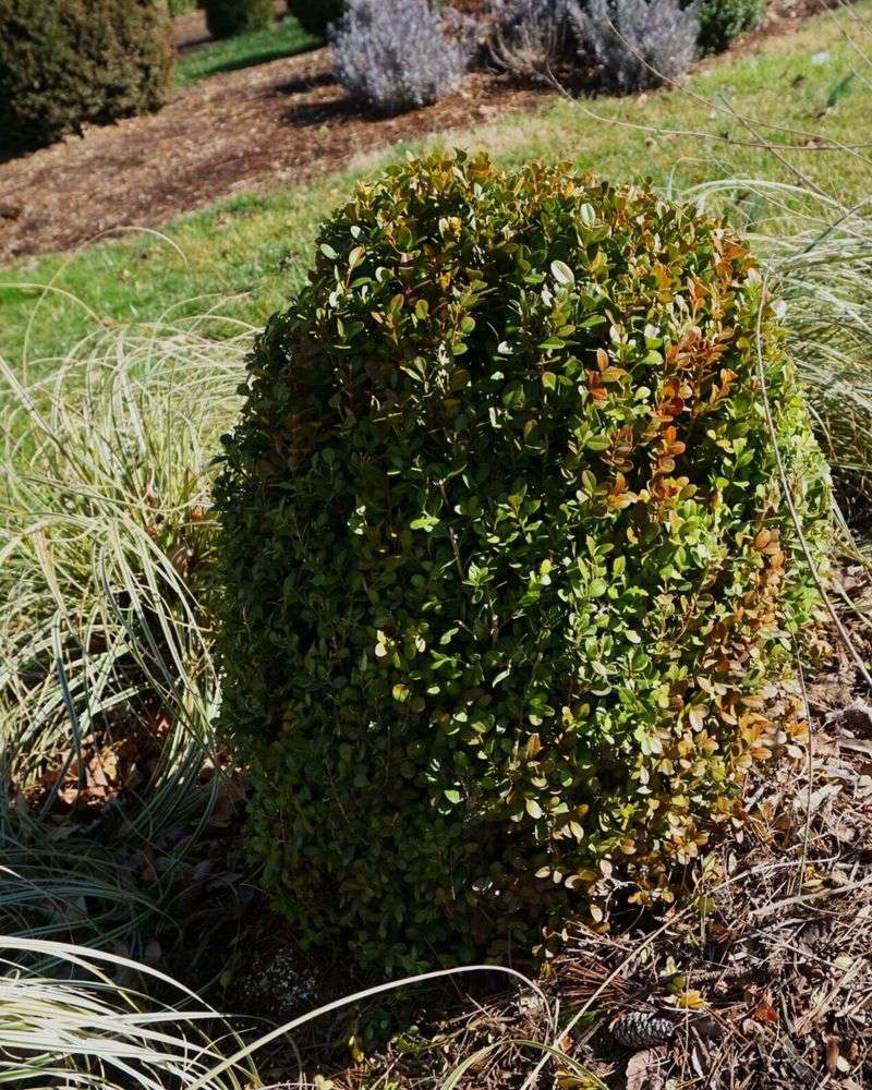 Brown Foliage Needs A Closer Look Before Pruning Brown Foliage Needs A Closer Look Before Pruning