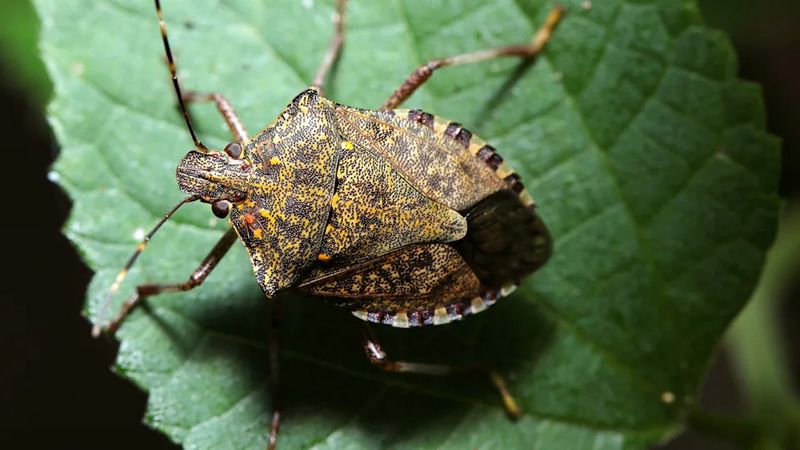 Brown Marmorated Stink Bugs Seek Winter Shelter