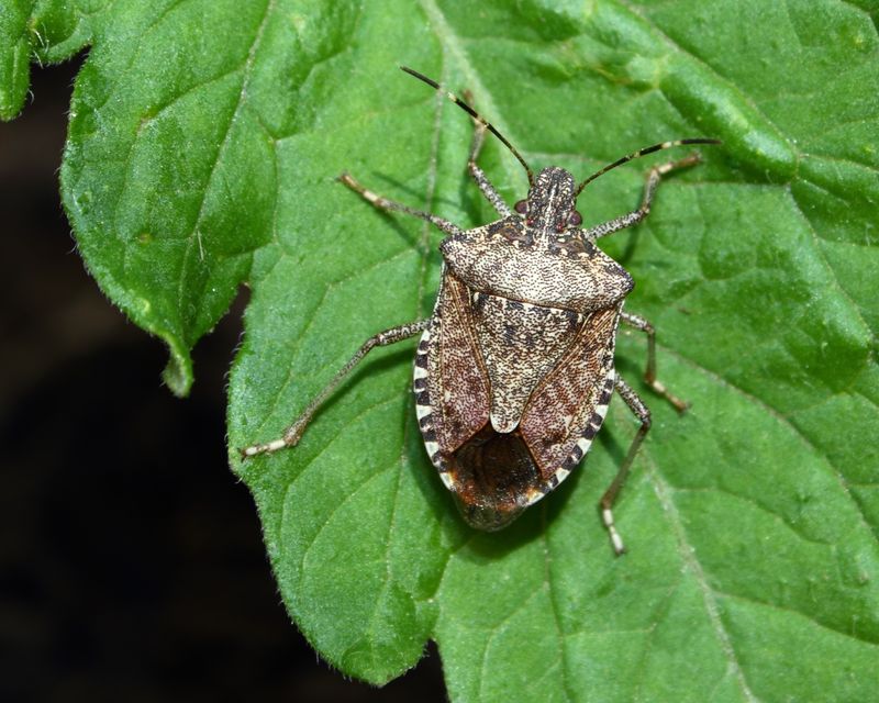 Brown Marmorated Stink Bugs Brown Marmorated Stink Bugs