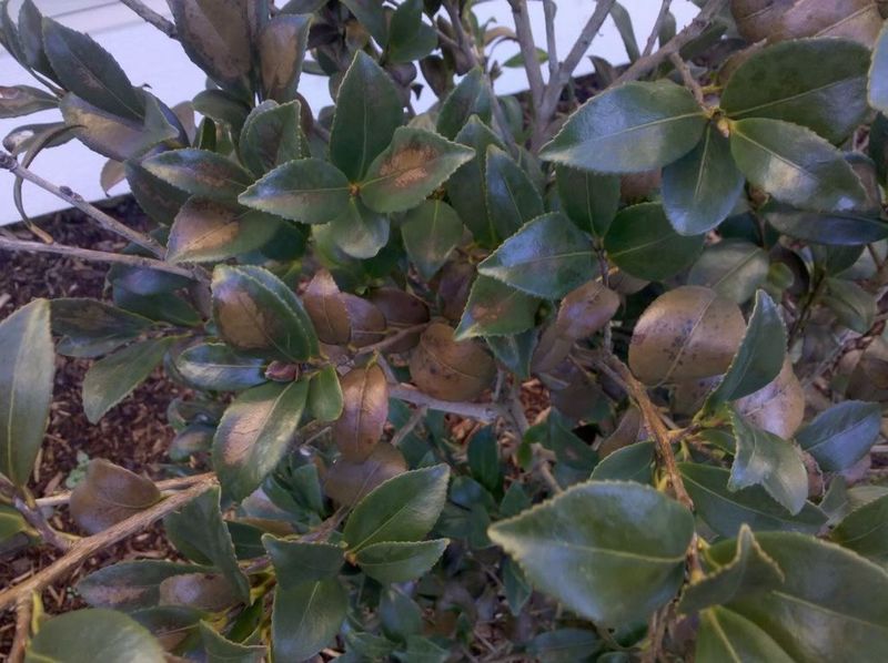 Brown buds do not tell the whole story Brown buds do not tell the whole story