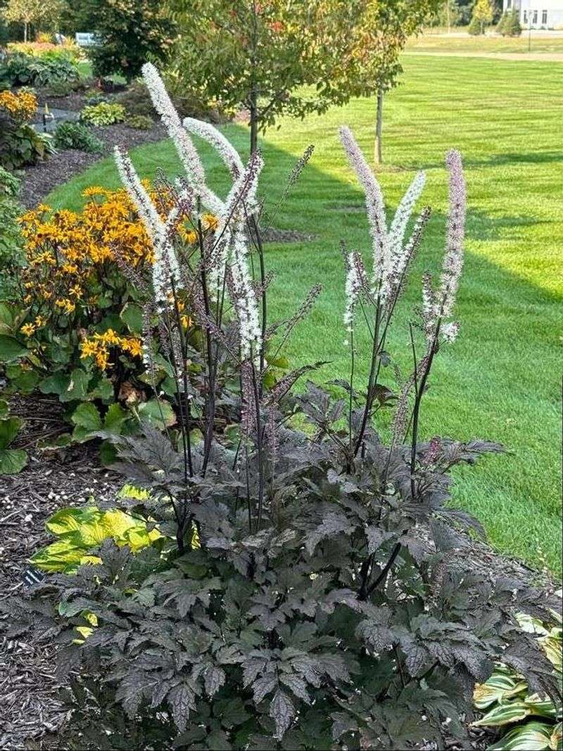 Brunette Bugbane For Shadowy Woodland Beds Brunette Bugbane For Shadowy Woodland Beds
