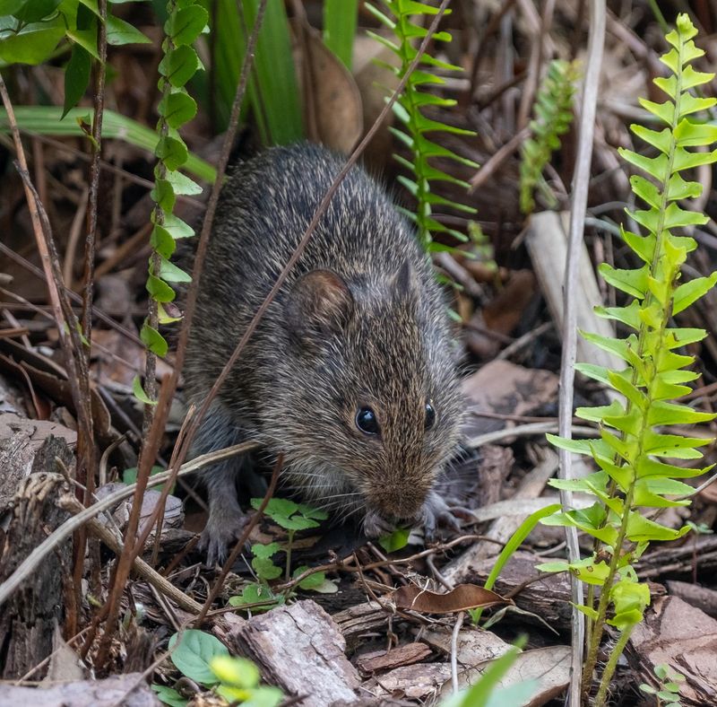 Brush And Yard Debris Give Mice More Places To Hide Brush And Yard Debris Give Mice More Places To Hide