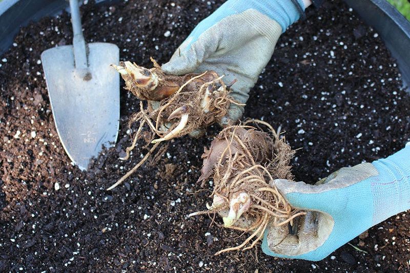 Brush Away Excess Soil Without Washing Them