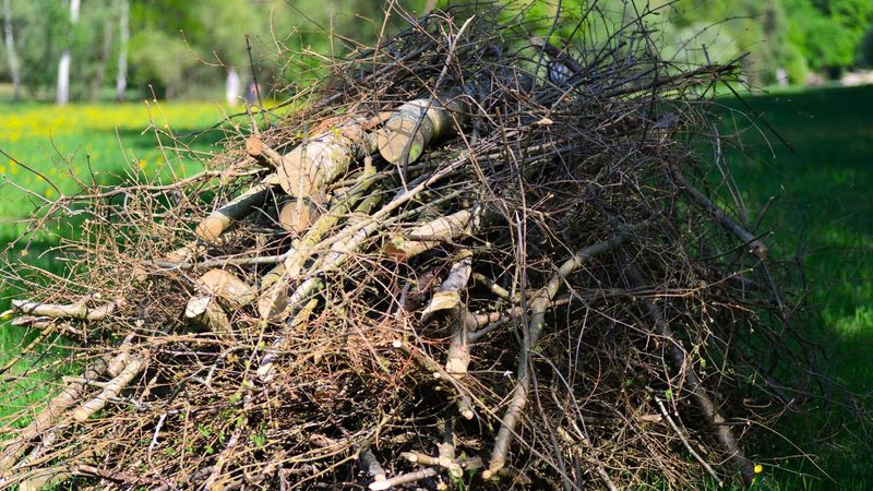 Brush Piles Offer Real Winter Shelter