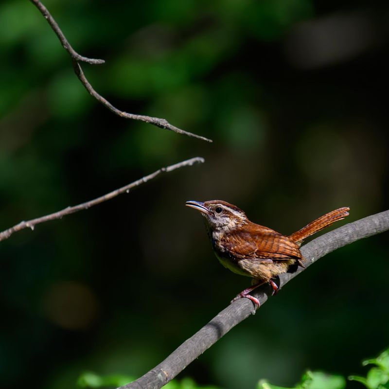 Brush Piles Offer Wrens And Other Small Birds Quick Cover Brush Piles Offer Wrens And Other Small Birds Quick Cover