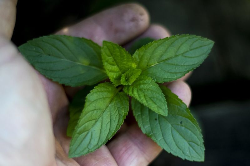 Brushing The Leaves Releases More Fragrance