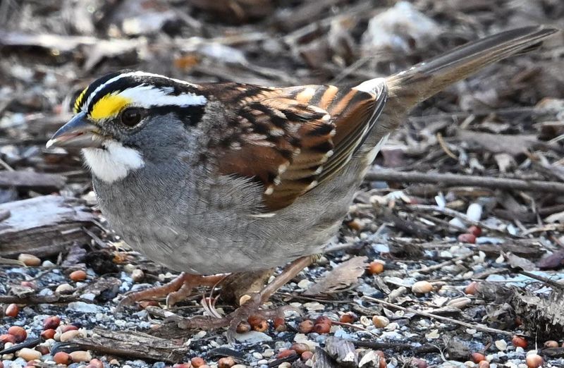 Brushy Edges Attract Passing Flocks