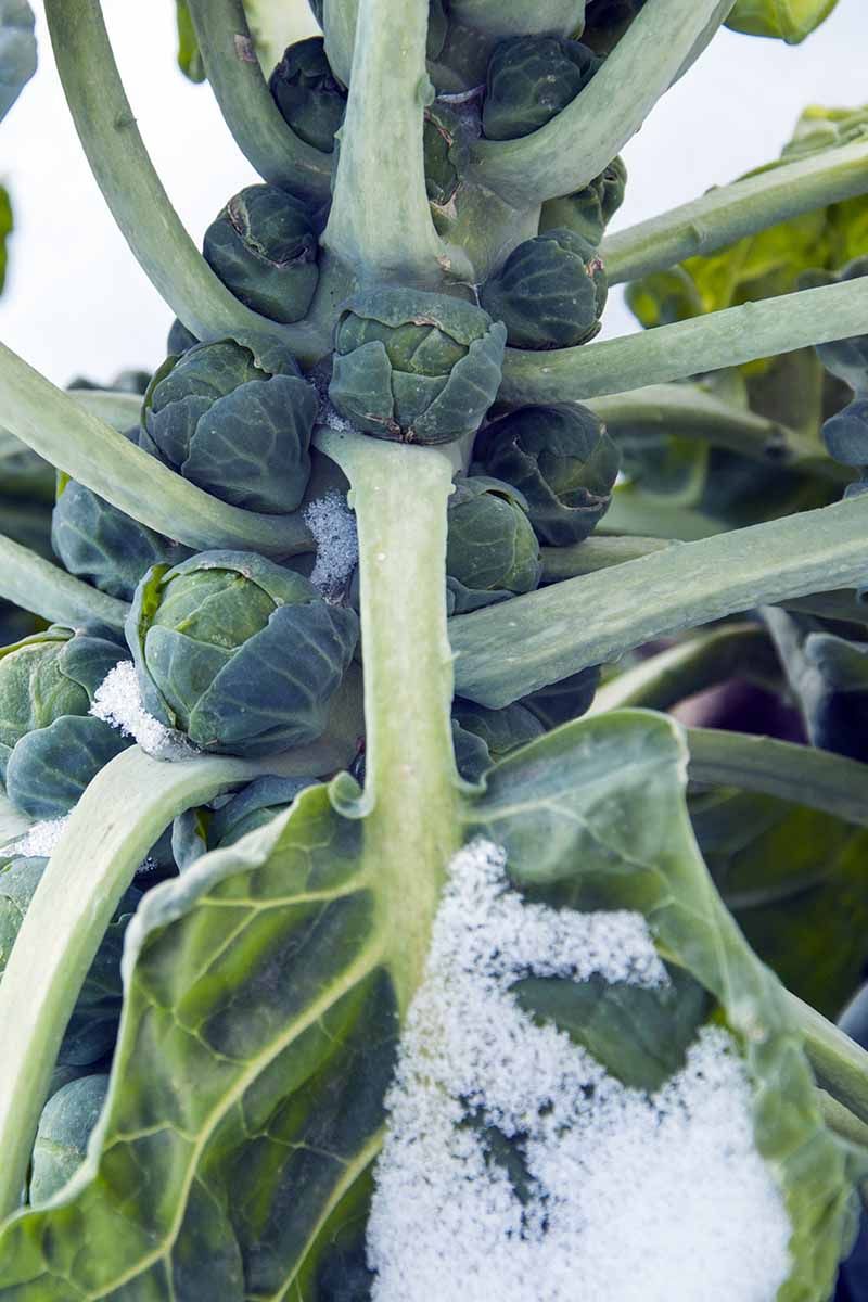 Brussels Sprouts Benefit From Chilly Weather Brussels Sprouts Benefit From Chilly Weather