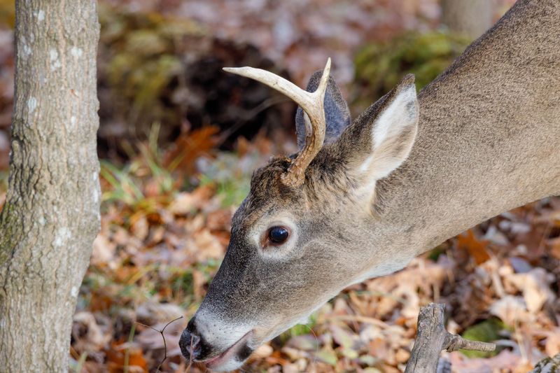 Buck Antler Rubs On Young Trunks