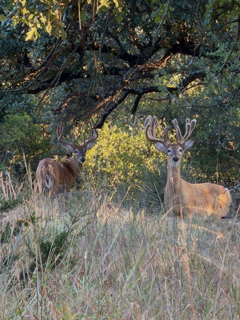 Bucks Prepare For The Fall Rut Bucks Prepare For The Fall Rut