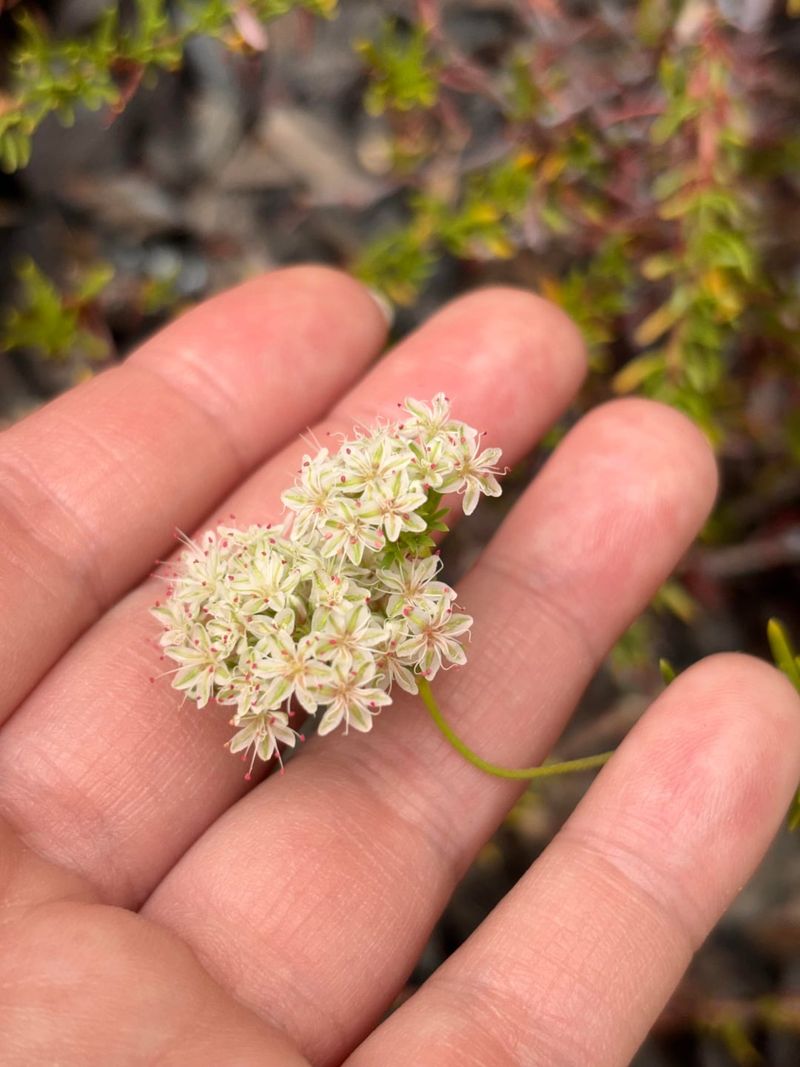 Buckwheat Fills In Before Next Summer Buckwheat Fills In Before Next Summer
