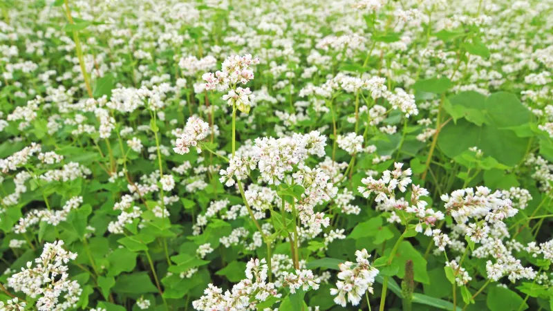 Buckwheat Gives Gardeners A Fast Fall Cover Option Buckwheat Gives Gardeners A Fast Fall Cover Option