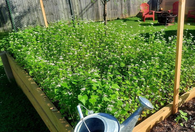 Buckwheat Helps Fill Short Fall Planting Windows Buckwheat Helps Fill Short Fall Planting Windows