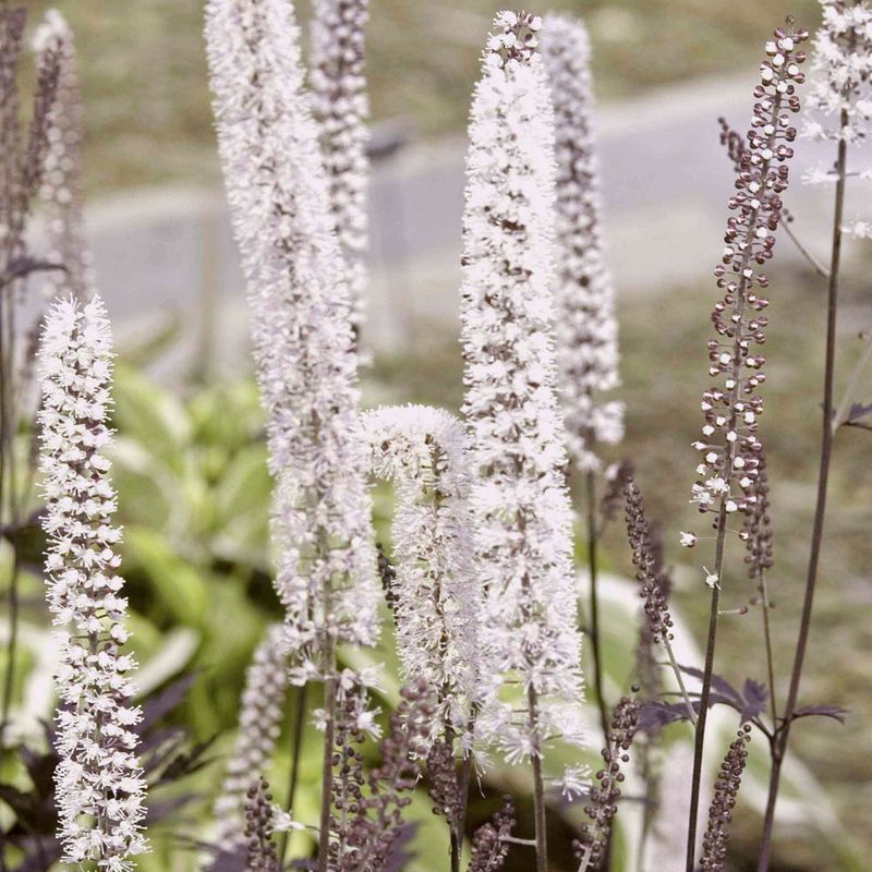 Bugbane
